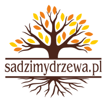 Sadzenie drzew, krzewów, bylin i roślin okrywowych.